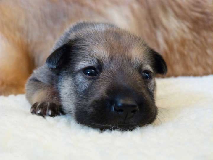 chinook dog